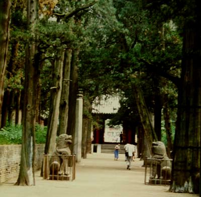 Drevored starodavnih cipres, ki vodi h Konfucijevi grobnici.